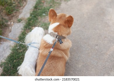 Walking Two Dogs At He Same Time - White Small Maltese Puppy And Welsh Corgi Pembroke Dog. Dog Sitting Job Side Hustle. Dog Walker Professional.