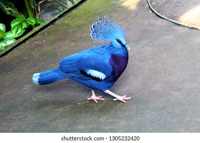 A walking Victoria Crowned Pigeon