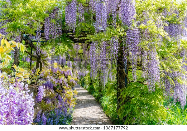 Walking way in\
blue wisteria flowers tunnel.Natural  wisteria flowers in park.\
Blue rain Wisteria blossom. Chinese Wisteria and Japanese Wisteria\
Floribunda Macrobotrys bloom.\
