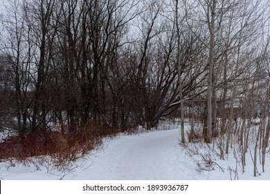 Walking In A Winter Day In St Charles River