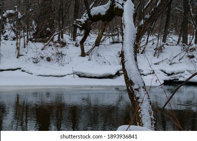 Walking In A Winter Day In St Charles River