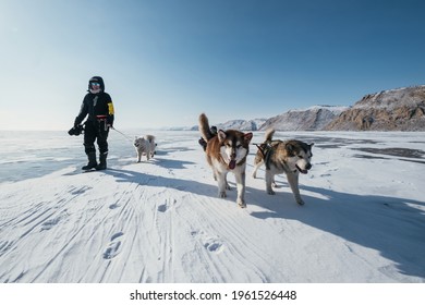 Walking Woman And Sled Dogs Pulling Sleigh During  Winter Hike Along Frozen Lake Baikal