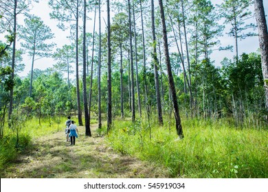 Walking In The Woods