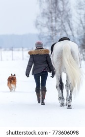 A Walking Young Woman And Her White Horse Walk Along The Winter Road With A Dog On A Cloudy Day