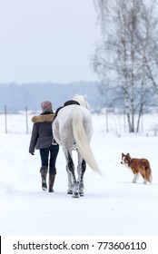 A Walking Young Woman And Her White Horse Walk Along The Winter Road With A Dog On A Cloudy Day