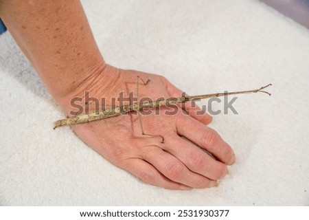 A walkingstick or Stick insect, The Phasmatodea resting on a hand.