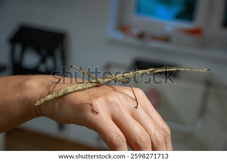 A walkingstick or Stick insect, The Phasmatodea resting on a hand.