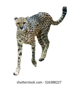 Cheetah share price