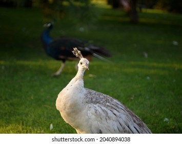 Walks Along The River Bank. In The Background Is A Wooden Bungalow. Park Beautiful Recreation Area With Tame Birds And Animals