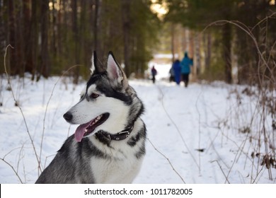 Walks with husky