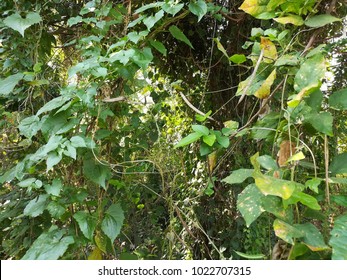 Walkway Along The Canal Overgrown Grass And Vines Covered