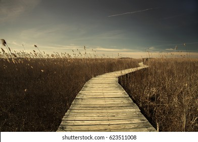 Walkway Among Cane Reeds On Cape Cod Ona Warm Spring Day