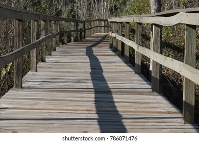 Walkway To Birdland