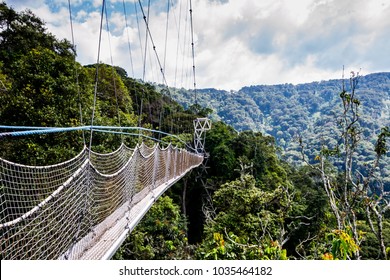 Walkway Canopy Tour, Bridge In The Rain Forest, Rwanda, Nyungwe National Park