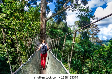 Walkway canopy tour, bridge in the rain forest, Kota Kinabalu, Borneo, Malaysia
