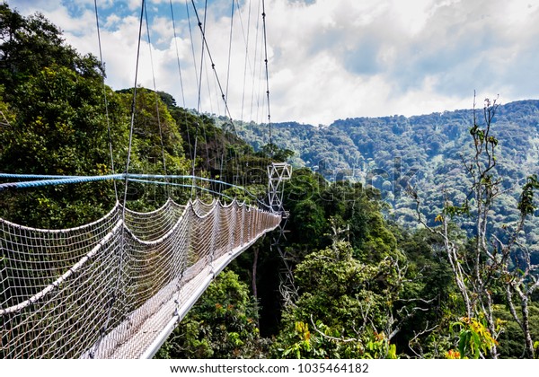 Walkway Canopy Tour Bridge Rain Forest Stock Photo Edit Now 1035464182