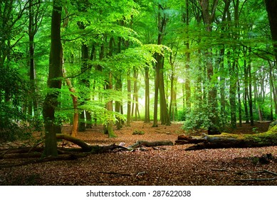 Walkway in a green spring forest. Veluwe, the Netherlands. Panoramic scenery. Mighty deciduous trees (oak, beech, maple), tree logs, carpet of golden leaves. Nature, seasons, ecology, ecotourism