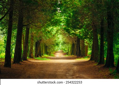 Walkway Lane Path With Green Trees in Forest. Beautiful Alley In Park. Pathway Way Through Dark Forest
