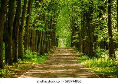 Walkway Lane Path With Green Trees in Forest. Beautiful Alley, road In Park. Way Through Summer Forest.