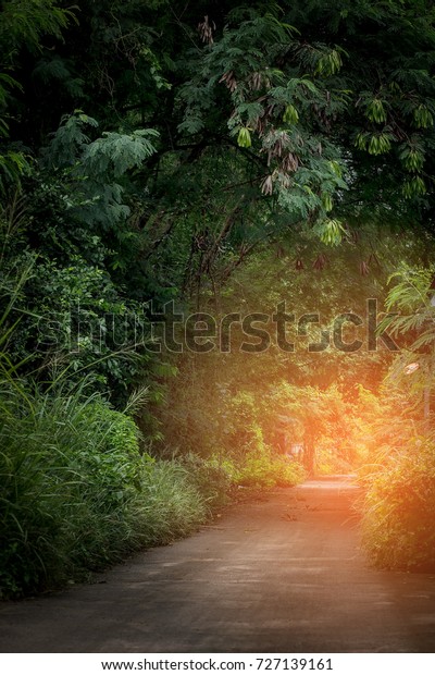 Walkway lane\
path with green trees , Tunnel\
trees.
