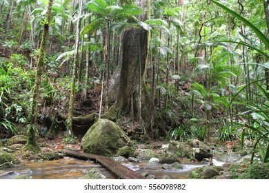 Walkway Over Creek In Nightcap National Park