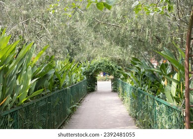 A walkway path surrounded by trees and greenery.  