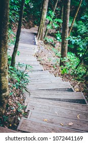 Walkway Path Through Beautiful Vibrant Dense Rainforest In Australia