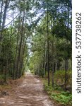 walkway in pine forest