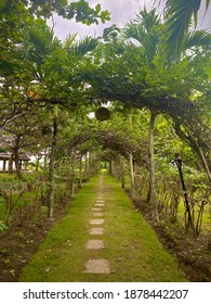 A Walkway With Plant Arche