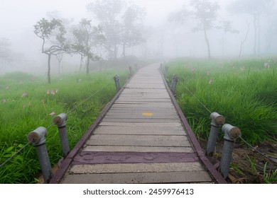 Walkway in the Siam Tulip(Curcuma sessilis) field with tree and foggy At Pa Hin Ngam National Park,Chaiyaphum, Thailand. - Powered by Shutterstock