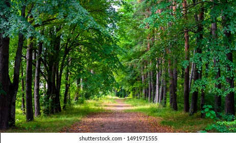 Walkway stretching deep into the woods between trees in summer - Shutterstock ID 1491971555