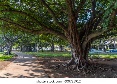 Walkway Through Ala Moana Beach Park Near The Ala Moana Shopping Mall