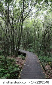 a walkway through a deep forest