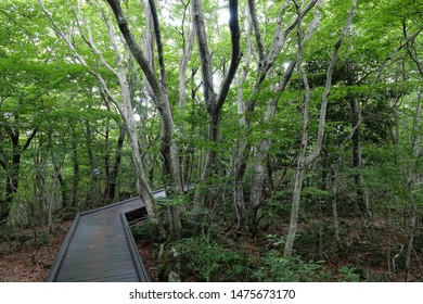 walkway through a dense forest