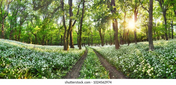 Walkway through a spring forest with blooming white flowers. Wild garlic 