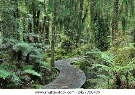 Walkway through swamp forest, ships creek, west coast, south island, new zealand, pacific