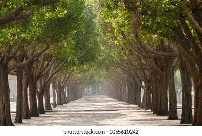 Walkway With Trees In Symmetry On Both Sides