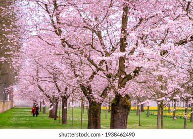 Walkway under the flowering Sakura Trees. Sakura Cherry blossoming alley. Wonderful scenic park with rows of blossoming cherry sakura trees and green lawn in springtime, Germany. 