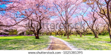 Walkway under the sakura tree which is the romantic atmosphere scene in Japan