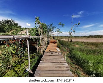 Walkways and rice fields view
