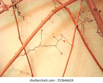                                Wall 