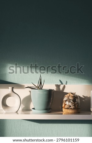 Wall background with shelf featuring succulent in clay pot, minimalist ceramic vase, and glass bowl filled with sea shells. Interior design decor for home staging concept.