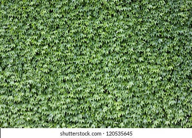 Wall Vines Hd Stock Images Shutterstock