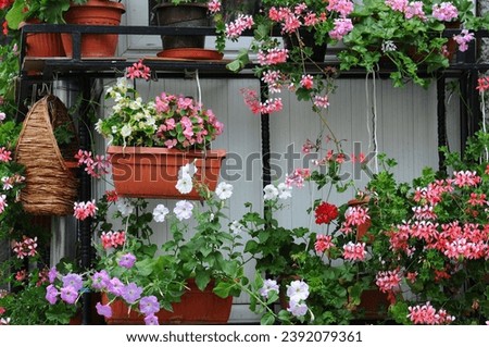 Wall of the building below the window decorated with flowers in flowerpots and flowerboxes