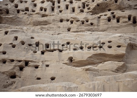 A wall of compacted sand with swift burrows