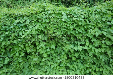 A wall is covered by kudzu plants is a kind of herbs close up. 