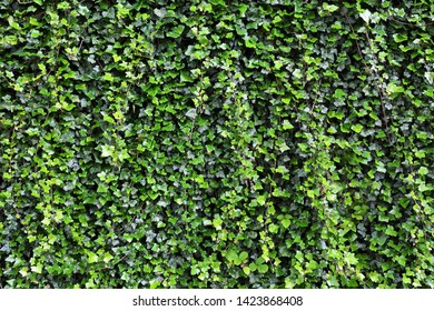 Wall Covered Hedera Helix Stock Photo (Edit Now) 1423868408