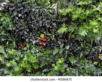 Wall Covered With Various Tropical Plants For Backgrounds