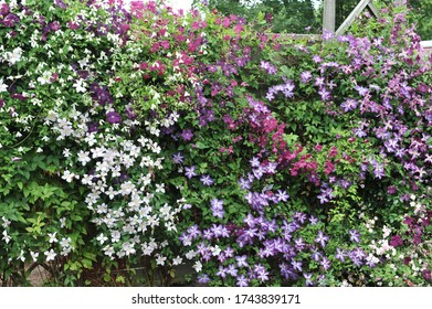 A wall decorated by small-flowered varieties of clematis viticella Romantika, Venosa Violacea, Abundance, Royal Velours in a garden in July 2010 - Shutterstock ID 1743839171