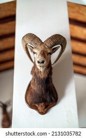 Wall Decorated With Stuffed Animal Head. Taxidermy.